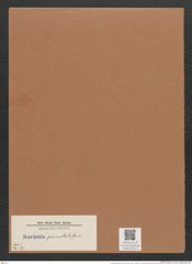 Navicula gemmatula Grun. (de-Toni-Nr.: Genus 1, Species 277) Zeichnungen Sammlung Grunow Mappe 00217 (Herbarium_W_Grunow_drawings_Folder_00217)